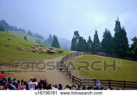 Stock Image - Asia, China, Taiwan, Nantou, Ren-Ai Township, Cingjing, Ching-Jing Farm. Fotosearch