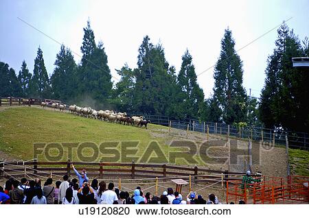 Stock Image - Asia, China, Taiwan, Nantou, Ren-Ai Township, Cingjing, Ching-Jing Farm, Sheep Shearing Show. Fotosearch