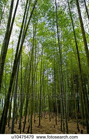 Stock Photo - Asia, China, Taiwan, Nantou, Ren-Ai Township, Xitou. Fotosearch