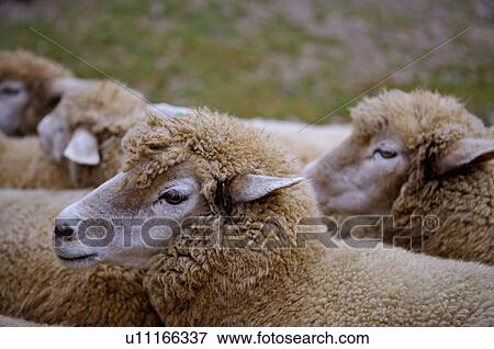 Asia, China, Taiwan, Nantou, Ren-Ai Township, Cingjing, Ching-Jing Farm, Flock Of Sheep View Large Photo Image Stock Photo - Asia, China, Taiwan, Nantou, Ren-Ai Township, Cingjing, Ching-Jing Farm, Flock Of Sheep. Fotosearch