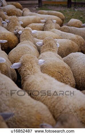 Asia, China, Taiwan, Nantou, Ren-Ai Township, Cingjing, Ching-Jing Farm, Flock Of Sheep View Large Photo Image Stock Photo - Asia, China, Taiwan, Nantou, Ren-Ai Township, Cingjing, Ching-Jing Farm, Flock Of Sheep. Fotosearch