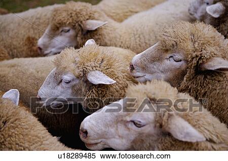 Stock Photography - Asia, China, Taiwan, Nantou, Ren-Ai Township, Cingjing, Ching-Jing Farm. Fotosearch