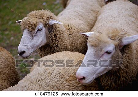 Stock Photography - Asia, China, Taiwan, Nantou, Ren-Ai Township, Cingjing, Ching-Jing Farm, Flock Of Sheep. Fotosearch