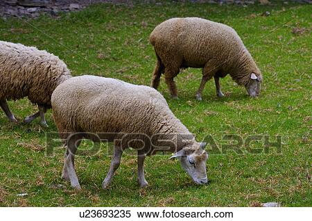 Stock Photography - Asia, China, Taiwan, Nantou, Ren-Ai Township, Cingjing, Ching-Jing Farm, Flock Of Sheep. Fotosearch
