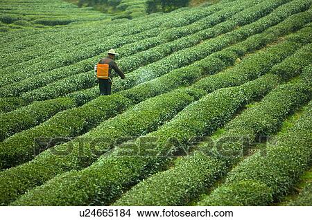 Asia, China, Fujian, UNESCO, World Cultural Heritage, World Natural Heritage, Wuyi Mountain, Tea garden View Large Photo Image Picture - Asia, China, Fujian, UNESCO, World Cultural Heritage, World Natural Heritage, Wuyi Mountain, Tea garden. Fotosearch