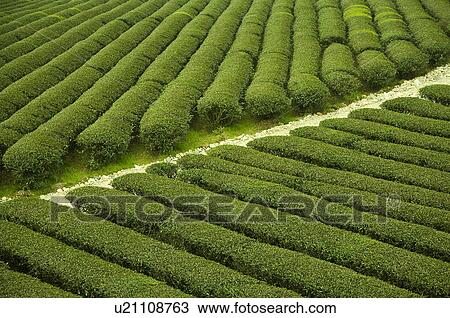 Stock Image - Asia, China, Fujian, UNESCO, World Cultural Heritage, World Natural Heritage, Wuyi Mountain, Tea garden. Fotosearch