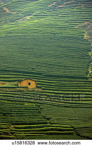 Stock Photo - Asia, China, Fujian, UNESCO, World Cultural Heritage, World Natural Heritage, Wuyi Mountain, Tea garden. Fotosearch