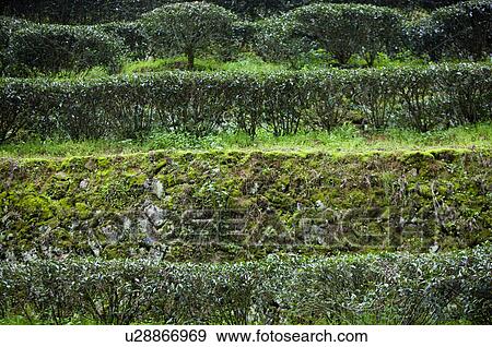Asia, China, Fujian, UNESCO, World Cultural Heritage, World Natural Heritage, Wuyi Mountain, Tea garden View Large Photo Image Stock Photo - Asia, China, Fujian, UNESCO, World Cultural Heritage, World Natural Heritage, Wuyi Mountain, Tea garden. Fotosearch