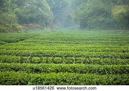 Stock Photograph - Asia, China, Fujian, UNESCO, World Cultural Heritage, World Natural Heritage, Wuyi Mountain, Tea garden. Fotosearch
