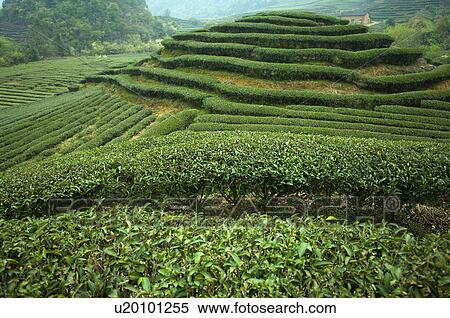 Asia, China, Fujian, UNESCO, World Cultural Heritage, World Natural Heritage, Wuyi Mountain, Tea garden View Large Photo Image Stock Photography - Asia, China, Fujian, UNESCO, World Cultural Heritage, World Natural Heritage, Wuyi Mountain, Tea garden. Fotosearch
