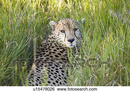 Stock Photograph - A Cheetah sits in deep green grass and looks into the camera at Lewa Wildlife Conservancy, North Kenya, Africa. Fotosearch