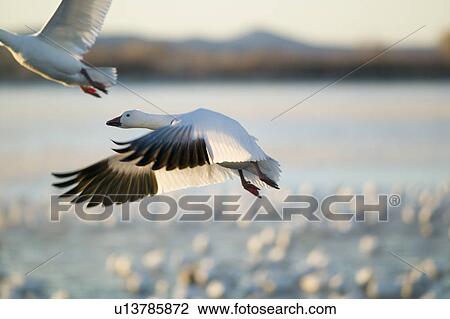 A closeup of a snow goose frozen in flight at the Bosque del Apache National Wildlife Refuge, near San Antonio and Socorro, New Mexico View Large Photo Image Stock Image - A closeup of a snow goose frozen in flight at the Bosque del Apache National Wildlife Refuge, near San Antonio and Socorro, New Mexico . Fotosearch