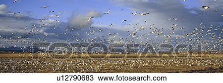 Stock Image - A panoramic of thousands of migrating snow geese and Sandhill cranes taking flight over the Bosque del Apache National Wildlife Refuge, near San Antonio and Socorro, New Mexico . Fotosearch
