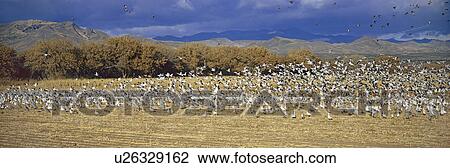A panoramic of thousands of migrating snow geese and Sandhill cranes taking flight over the Bosque del Apache National Wildlife Refuge, near San Antonio and Socorro, New Mexico View Large Photo Image Stock Image - A panoramic of thousands of migrating snow geese and Sandhill cranes taking flight over the Bosque del Apache National Wildlife Refuge, near San Antonio and Socorro, New Mexico . Fotosearch