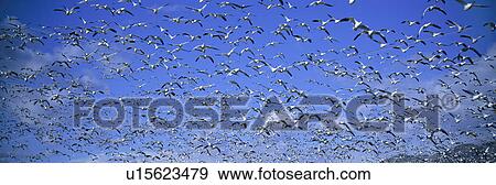 Stock Photo - A panoramic of thousands of migrating snow geese and Sandhill cranes taking flight over the Bosque del Apache National Wildlife Refuge, near San Antonio and Socorro, New Mexico . Fotosearch