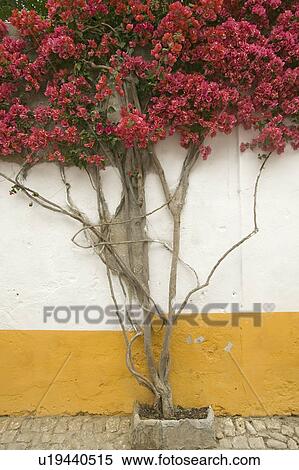 Stock Photography - Bougainvillea tree in the village of Obidos founded by the Celts in 300 BC, Portugal. Fotosearch