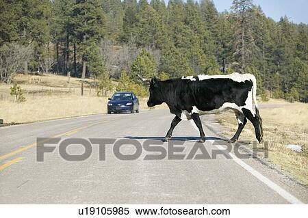 Stock Photography - Car stops for large bull crossing highway in open-range of Mescalero Apache Indian Reservation, New Mexico. Fotosearch