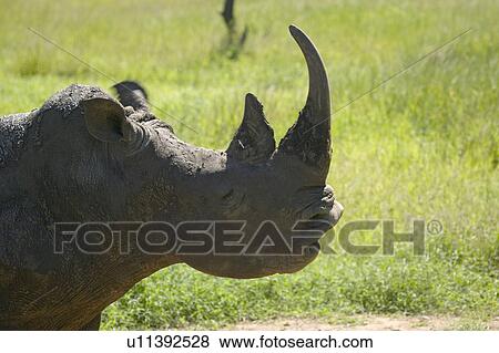 Stock Photo - Closeup of endangered White Rhino at Lewa Wildlife Conservancy, North Kenya, Africa. Fotosearch