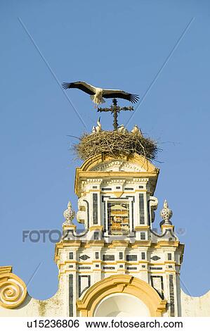 Closeup of nesting European storks on white cathedral tower with beautiful sunlight in village of Southern Spain off highway A49 west of Sevilla View Large Photo Image Stock Photograph - Closeup of nesting European storks on white cathedral tower with beautiful sunlight in village of Southern Spain off highway A49 west of Sevilla. Fotosearch