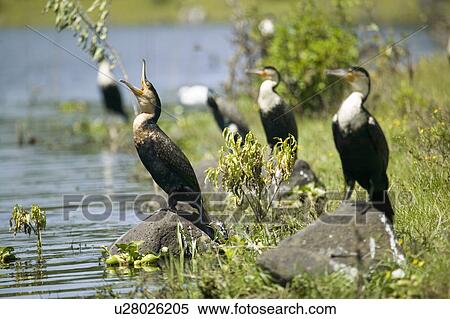Stock Photography - Cormorant at Lake Naivasha, Great Rift Valley, Kenya, Africa. Fotosearch