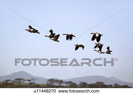 Stock Image - Egyptian Geese fly in formation above Lake Naivasha, Great Rift Valley, Kenya, Africa. Fotosearch