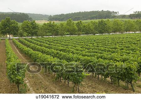 Stock Image - Fields of grape vineyards at Quintas da Vassala Vala Nova Vineyard in countryside of Portugal. Fotosearch