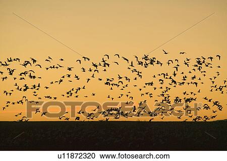 Hundreds of snow geese fly over the Bosque del Apache National Wildlife Refuge at sunrise, near San Antonio and Socorro, New Mexico View Large Photo Image Stock Image - Hundreds of snow geese fly over the Bosque del Apache National Wildlife Refuge at sunrise, near San Antonio and Socorro, New Mexico . Fotosearch