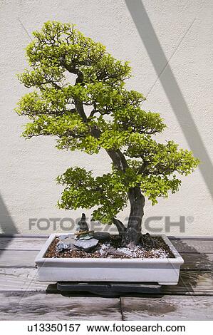 Japanese Bonsai tree in National Arboretum, Washington D. C. View Large Photo Image Stock Photo - Japanese Bonsai tree in National Arboretum, Washington D. C.. Fotosearch