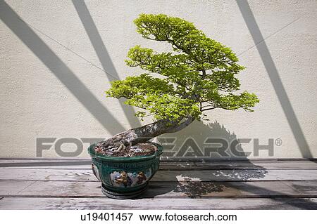 Stock Photo - Japanese Bonsai tree in National Arboretum, Washington D. C.. Fotosearch