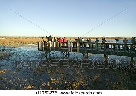 Stock Photograph - Nature and bird photographers photograph birds at sunrise from deck on lake at Bosque del Apache National Wildlife Refuge, near San Antonio and Socorro, New Mexico. Fotosearch