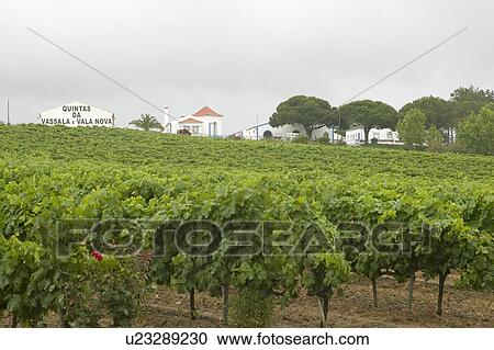 Stock Image - Quintas da Vassala Vala Nova Winery and vineyard in countryside of Portugal. Fotosearch