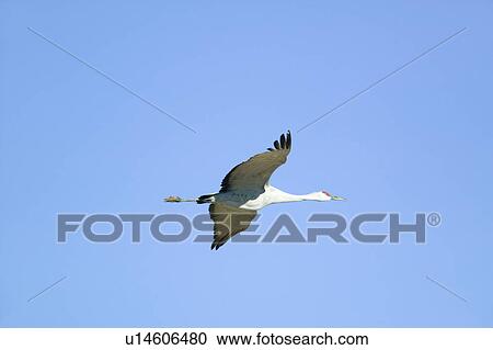 Stock Image - Sandhill crane flies over the Bosque del Apache National Wildlife Refuge at sunrise, near San Antonio and Socorro, New Mexico . Fotosearch