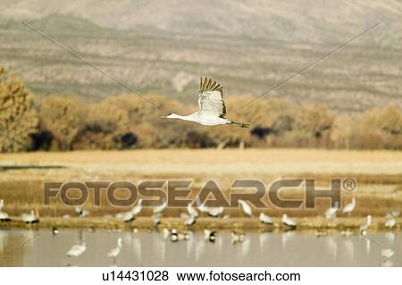 Stock Photo - Sandhill crane flies over the Bosque del Apache National Wildlife Refuge at sunrise, near San Antonio and Socorro, New Mexico . Fotosearch