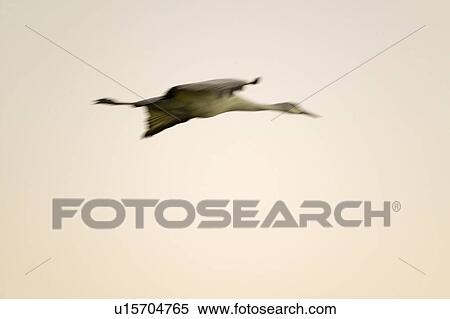 Stock Photography - Sandhill crane flies over the Bosque del Apache National Wildlife Refuge at sunrise, near San Antonio and Socorro, New Mexico . Fotosearch