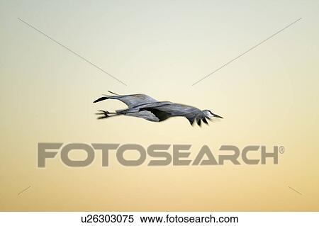 Sandhill crane flies over the Bosque del Apache National Wildlife Refuge at sunrise, near San Antonio and Socorro, New Mexico View Large Photo Image Stock Photography - Sandhill crane flies over the Bosque del Apache National Wildlife Refuge at sunrise, near San Antonio and Socorro, New Mexico . Fotosearch