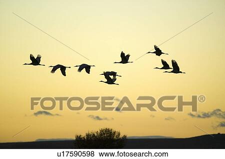 Sandhill cranes fly over the Bosque del Apache National Wildlife Refuge at sunrise, near San Antonio and Socorro, New Mexico View Large Photo Image Stock Photo - Sandhill cranes fly over the Bosque del Apache National Wildlife Refuge at sunrise, near San Antonio and Socorro, New Mexico . Fotosearch