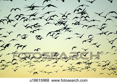 Stock Photo - Sandhill cranes fly over the Bosque del Apache National Wildlife Refuge at sunrise, near San Antonio and Socorro, New Mexico . Fotosearch