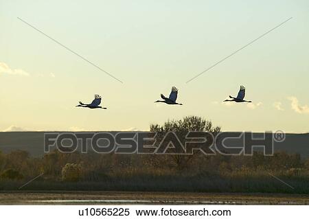 Stock Photography - Sandhill cranes fly over the Bosque del Apache National Wildlife Refuge at sunrise, near San Antonio and Socorro, New Mexico . Fotosearch