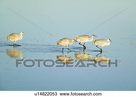 Sandhill cranes walk on lake at sunrise at the Bosque del Apache National Wildlife Refuge, near San Antonio and Socorro, New Mexico View Large Photo Image Stock Image - Sandhill cranes walk on lake at sunrise at the Bosque del Apache National Wildlife Refuge, near San Antonio and Socorro, New Mexico . Fotosearch