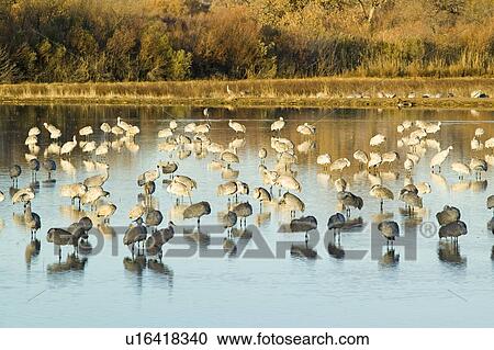 Stock Image - Sandhill cranes walk on lake at sunrise at the Bosque del Apache National Wildlife Refuge, near San Antonio and Socorro, New Mexico . Fotosearch
