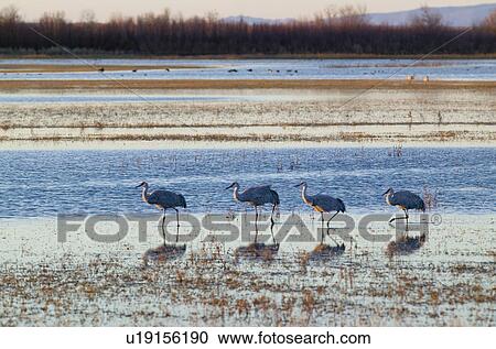 Stock Image - Sandhill cranes walk on lake at sunrise at the Bosque del Apache National Wildlife Refuge, near San Antonio and Socorro, New Mexico . Fotosearch