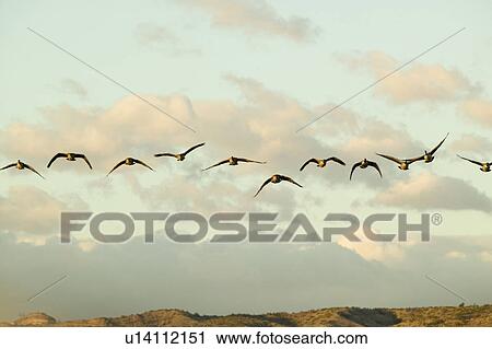 Snow geese fly in formation over the Bosque del Apache National Wildlife Refuge, near San Antonio and Socorro, New Mexico View Large Photo Image Stock Image - Snow geese fly in formation over the Bosque del Apache National Wildlife Refuge, near San Antonio and Socorro, New Mexico . Fotosearch