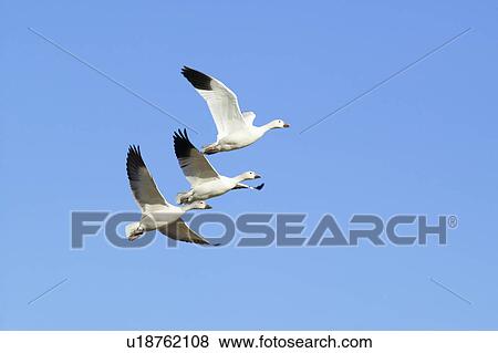 Snow geese fly in formation over the Bosque del Apache National Wildlife Refuge, near San Antonio and Socorro, New Mexico View Large Photo Image Stock Photo - Snow geese fly in formation over the Bosque del Apache National Wildlife Refuge, near San Antonio and Socorro, New Mexico . Fotosearch