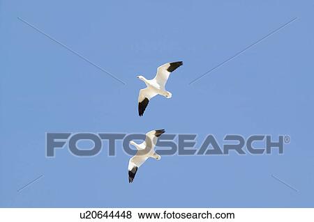Stock Photo - Snow geese fly in formation over the Bosque del Apache National Wildlife Refuge, near San Antonio and Socorro, New Mexico . Fotosearch
