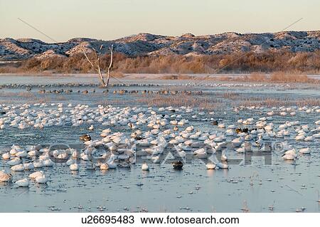 Thousands of snow geese and Sandhill cranes sit on lake at sunrise after early winter freeze at the Bosque del Apache National Wildlife Refuge, near San Antonio and Socorro, New Mexico View Large Photo Image Stock Image - Thousands of snow geese and Sandhill cranes sit on lake at sunrise after early winter freeze at the Bosque del Apache National Wildlife Refuge, near San Antonio and Socorro, New Mexico . Fotosearch