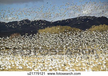 Stock Image - Thousands of snow geese fly over cornfield at the Bosque del Apache National Wildlife Refuge, near San Antonio and Socorro, New Mexico . Fotosearch