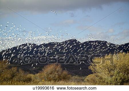 Stock Photograph - Thousands of snow geese fly over the Bosque del Apache National Wildlife Refuge, near San Antonio and Socorro, New Mexico . Fotosearch