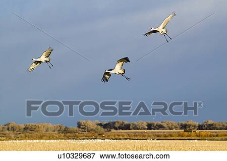Three Sandhill cranes fly over the Bosque del Apache National Wildlife Refuge at sunrise, near San Antonio and Socorro, New Mexico View Large Photo Image Stock Photo - Three Sandhill cranes fly over the Bosque del Apache National Wildlife Refuge at sunrise, near San Antonio and Socorro, New Mexico . Fotosearch