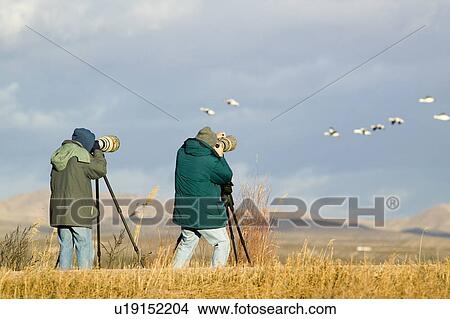 Picture - Two photographers with telephoto lens photograph Sandhill cranes and snow geese at the Bosque del Apache National Wildlife Refuge, near San Antonio and Socorro, New Mexico . Fotosearch