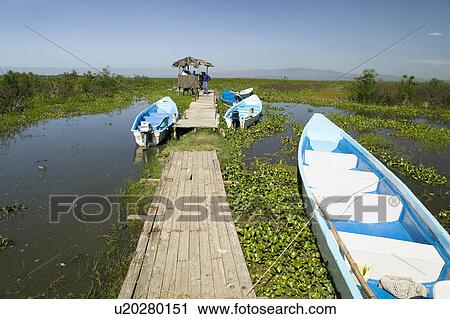 Two tour boats at dock in marsh areas of Lake Naivasha, Great Rift Valley, Kenya, Africa View Large Photo Image Stock Image - Two tour boats at dock in marsh areas of Lake Naivasha, Great Rift Valley, Kenya, Africa. Fotosearch
